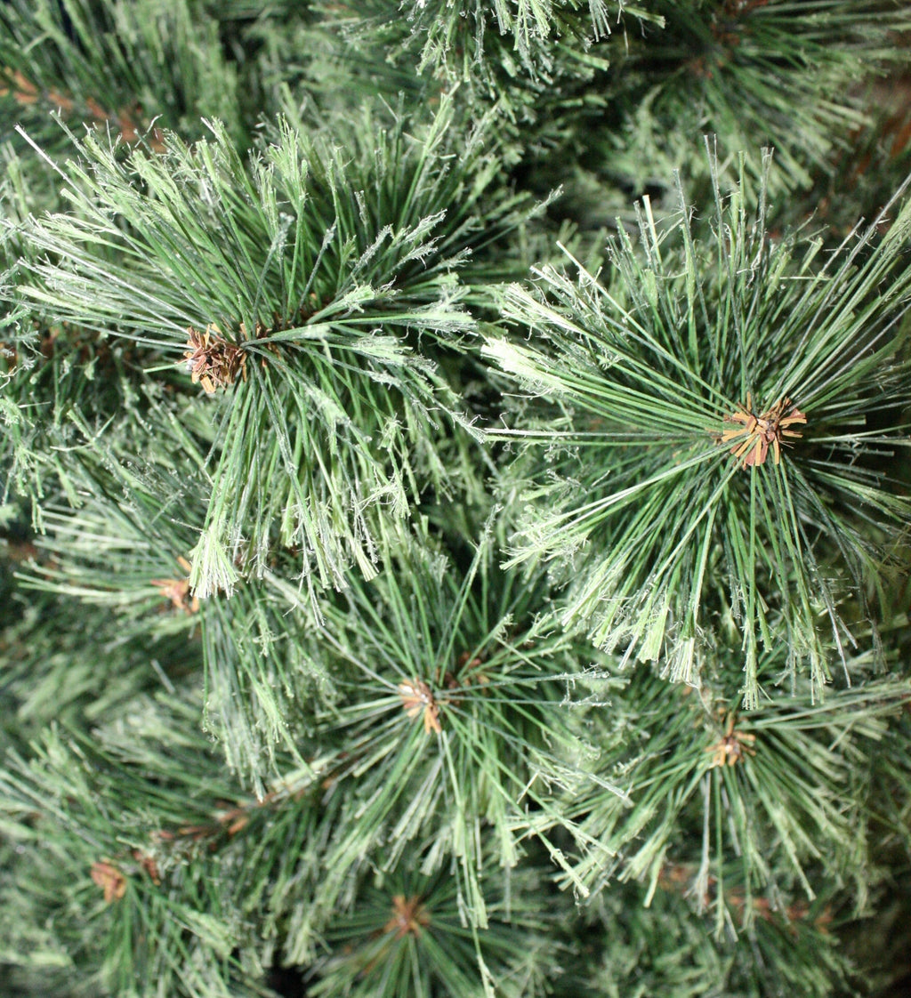 4 Foot Ponderosa Potted Tree
