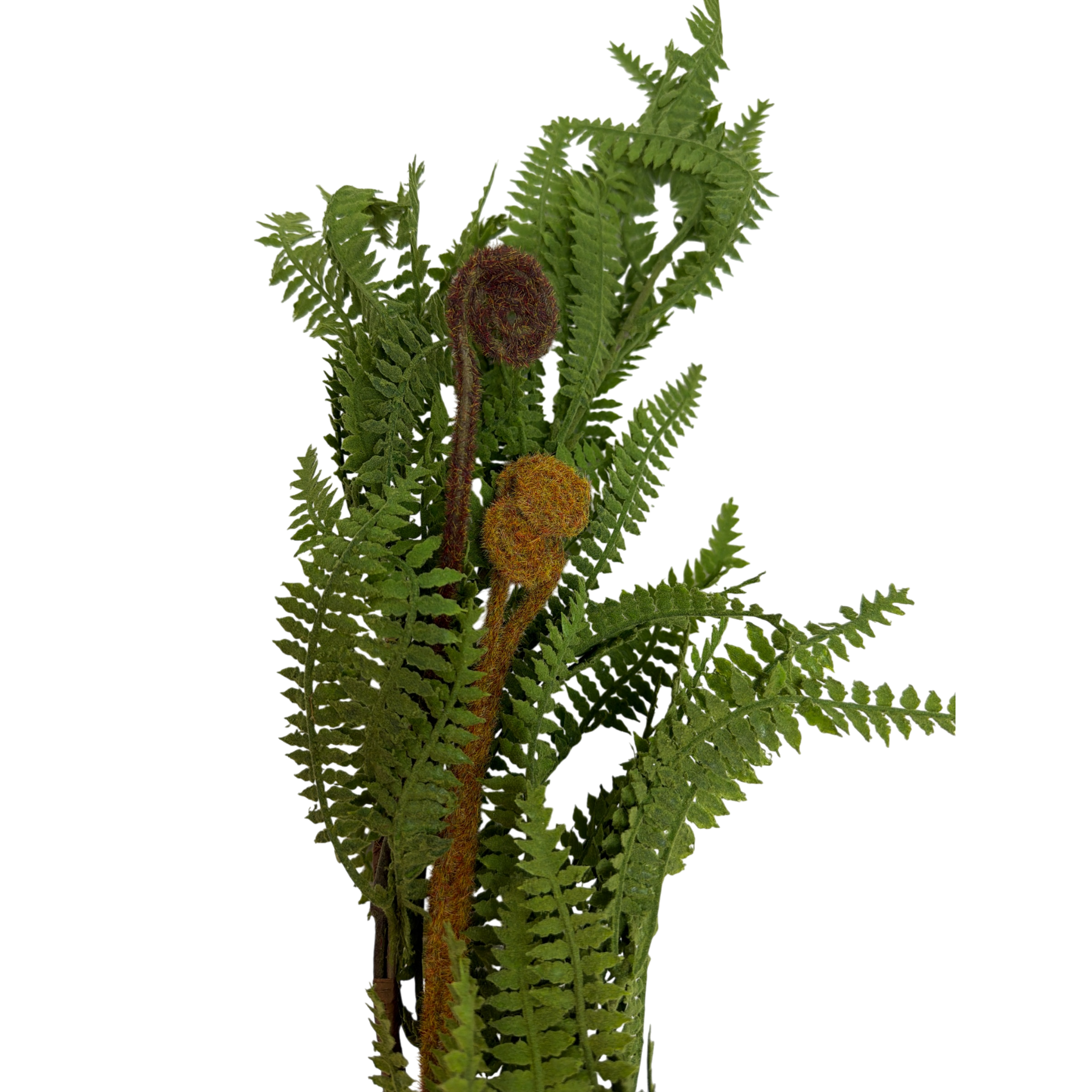 Fern Garland